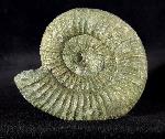 Orthosphinctes polygyratus (REINECKE 1818) - Bild © FossNet FossilienStore